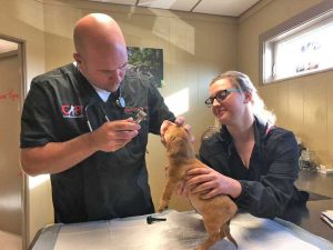 Stati Uniti - Narwhal, il cane "unicorno" con una coda nella fronte
