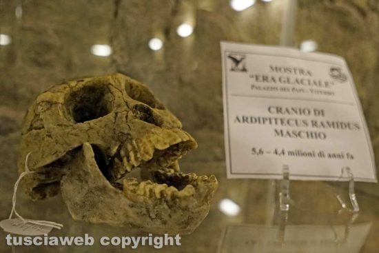 Viterbo - La mostra dedicata all'Era glaciale