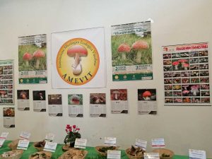 Viterbo - La mostra dell'aAssociazione micologica ecologica viterbese