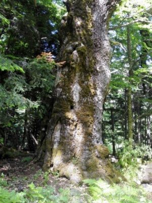 Maestosa Rovere di oltre 560 anni