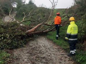 Maltempo - Albero caduto - La protezione civile di Piansano in azione