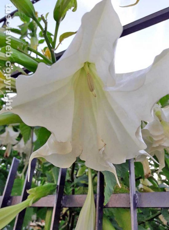 Il candido fiore di abutilon