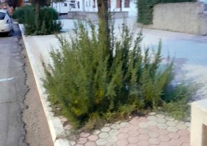Il degrado segnalato da Quinto Mazzoni 