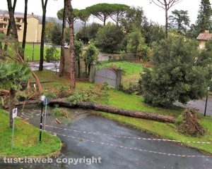 Capranica - Il pino caduto 