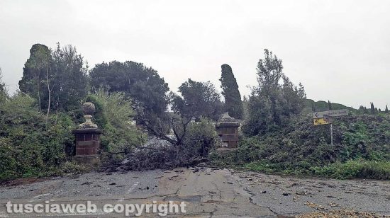 Tarquinia - Il pino caduto all'ingresso di villa Bruschi Falgari