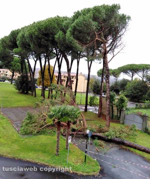 Capranica - Il pino caduto 