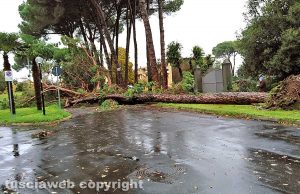 Capranica - Il pino caduto 