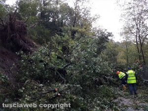 Montefiascone - Cadono due querce, frana in via del Lago