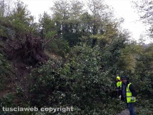 Montefiascone - Cadono due querce, frana in via del Lago