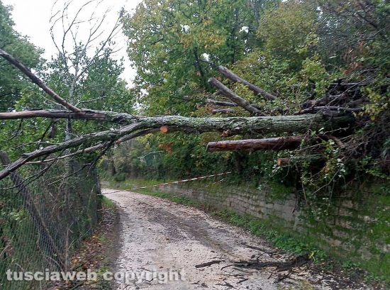 Viterbo - Strada Buon Respiro chiusa per la caduta di un albero