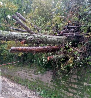 Viterbo - Strada Buon Respiro chiusa per la caduta di un albero