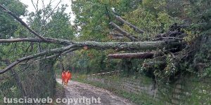 Viterbo - Strada Buon Respiro chiusa per la caduta di un albero