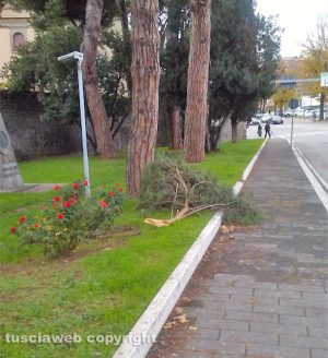 Viterbo - Ramo caduto a viale Capocci