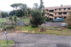 Capranica - Albero caduto in viale Laura