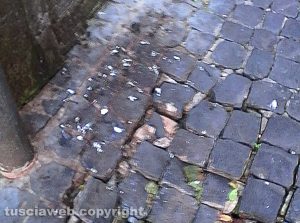 Montefiascone - Via Bixio piena di guano