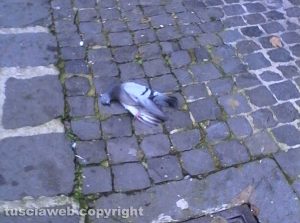 Montefiascone - Un piccione morto in via Bixio 