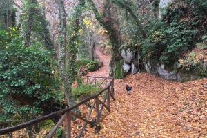 Viterbo - Un sentiero nel bosco