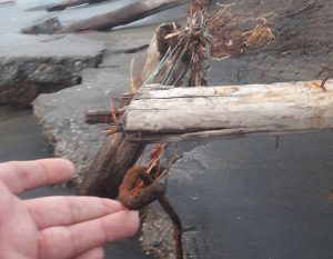 Tarquinia - La situazione della spiaggia di fronte   l'ex base Cale