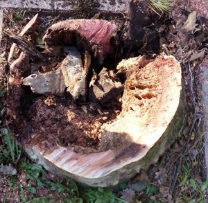 Sutri - Abbattuto platano pericolante