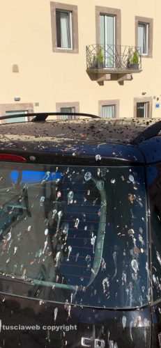 Auto coperta da escrementi di uccelli