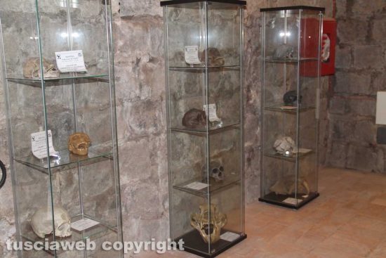 Viterbo - La mostra Era glaciale