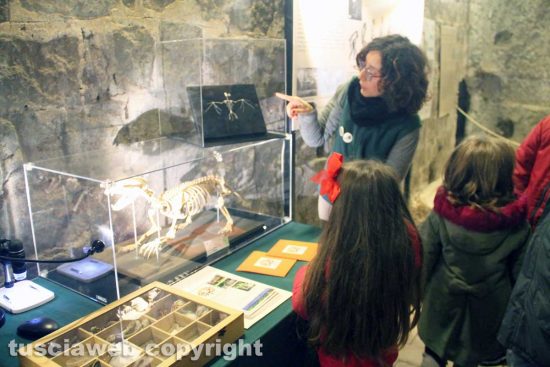 Viterbo - La mostra Era glacialeViterbo - La mostra Era glaciale