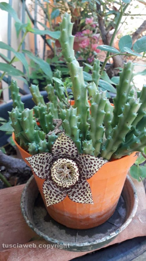 Stapelia variegata