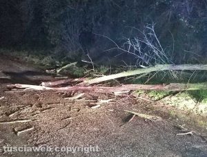 Montefiascone - L'albero caduto in via Poggio della frusta