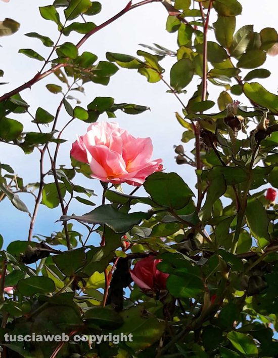 Rosa d'inverno - Foto di Assunta Ricci