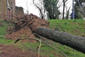 Proceno - Alberi crollano sulla Procenese