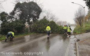 Montefiascone - Albero caduto sulla cassia nella frazione Coste