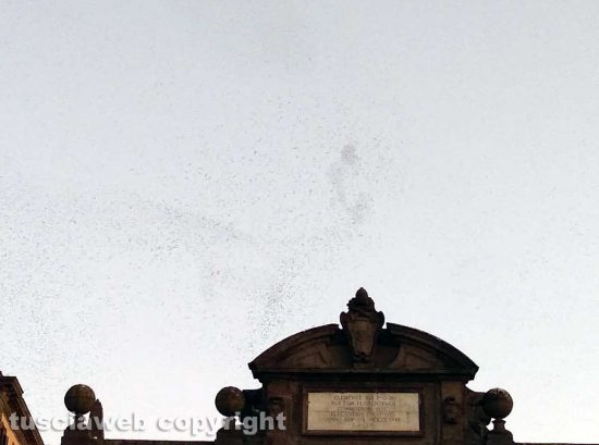 Viterbo - Stormi di uccelli sopra Porta Fiorentina