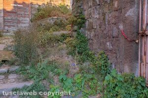 Viterbo - Erbacce in via delle Mole