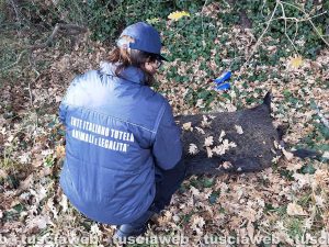Viterbo – Il cinghiale morto lungo la strada di Belcolle