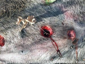 Viterbo – Il cinghiale morto lungo la strada di Belcolle