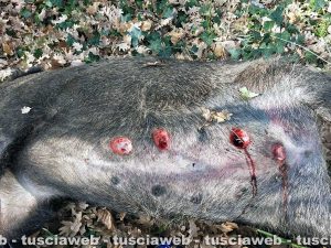 Viterbo – Il cinghiale morto lungo la strada di Belcolle - Quattro i capezzoli recisi