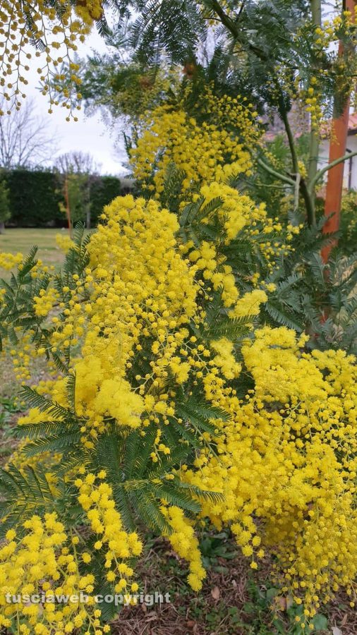 Mimosa fiorita il 31 gennaio...