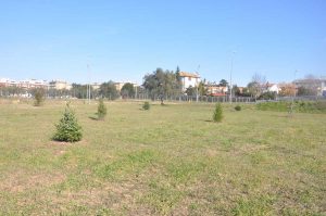 Viterbo - L'iniziativa "Salva il tuo albero"