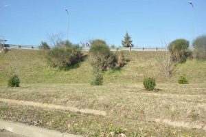Viterbo - L'iniziativa "Salva il tuo albero"