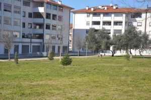 Viterbo - L'iniziativa "Salva il tuo albero"