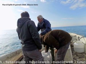 Tarquinia - Ripopolamento degli astici