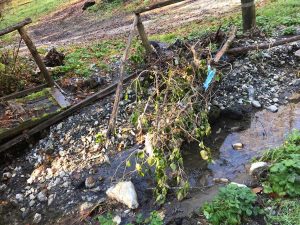 Villa San Giovanni in Tuscia - Il sito naturalistico La Scuffiacia nel degrado