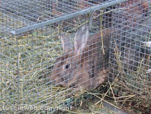 Viterbo - Sant'Antonio Abate, la benedizione degli animali a Pianoscarano 