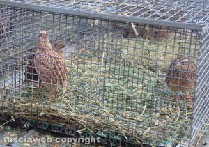 Viterbo - Sant'Antonio Abate, la benedizione degli animali a Pianoscarano 