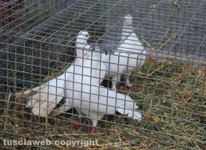 Viterbo - Sant'Antonio Abate, la benedizione degli animali a Pianoscarano 