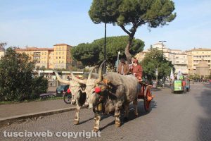 La sfilata degli animali per sant'Antonio