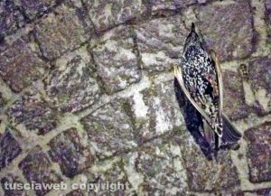 Viterbo - Gli storni uccisi dai botti di CapodannoViterbo - Gli storni uccisi dai botti di Capodanno