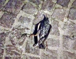 Viterbo - Gli storni uccisi dai botti di Capodanno