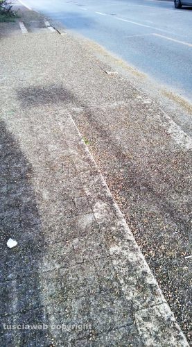 Viterbo - Fermata del bus di Porta Romana invasa dal guano