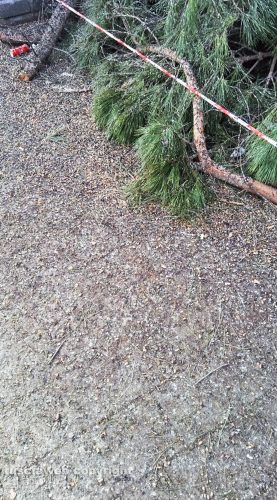 Viterbo - Fermata del bus di Porta Romana invasa dal guano